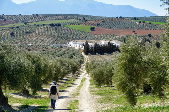 Andalusian agricultural landscape along the "Ruta de los Cortijos" in Domingo P&eacute;rez (Spain), with large areas of cultivation of olive, cereal and almond trees