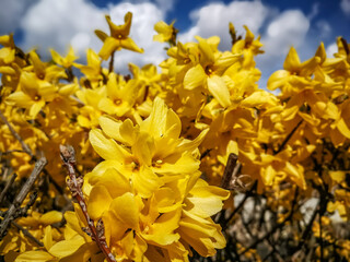 Background with yellow forsythia flowers