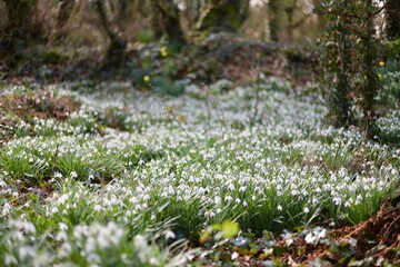 Pembrokeshire forest with snowdrops in bloom