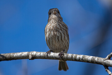 House Finch Sitting on a Tree Branch on a Sunny Day