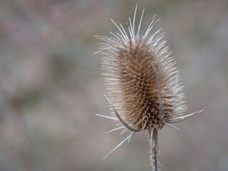 Close up of dry thistle flowerhead. Dipsacus sativus, wild teasel dried head in nature,selective focus, beige bokeh background
