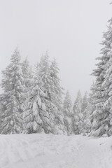 Beautiful winter landscape with snow covered trees in Czech Republic