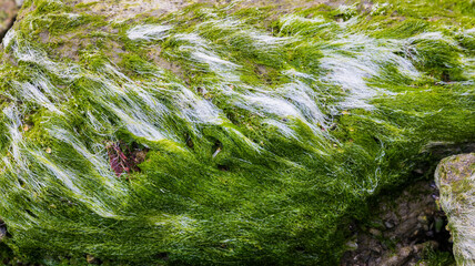Texture of seaweed growing on stones