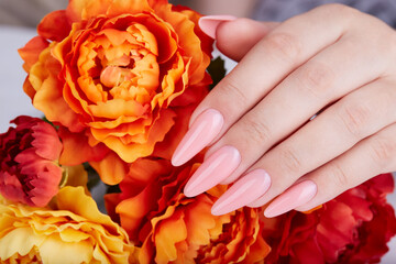 Hand with long artificial manicured nails colored with pink nail polish and orange Aster flowers....