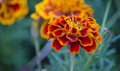 Calendula, or Marigold (lat.Calendula) is a genus of herbaceous plants of the Asteraceae family.