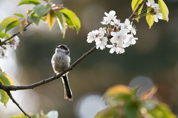 Mésange à longue queue - Orite à longue queue sur branches, cerisier et fleurs au printemps. 