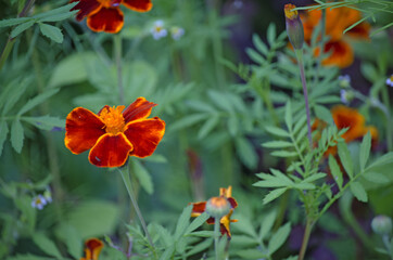 Calendula, or Marigold (lat.Calendula) is a genus of herbaceous plants of the Asteraceae family.