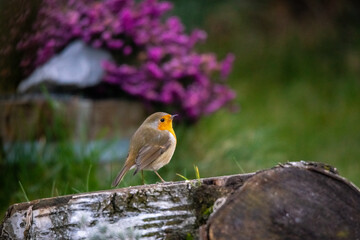 Vogel des Jahres