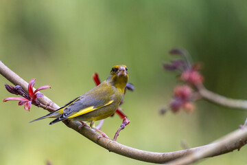 Verdier d'europe, passereau france sur branches au printemps