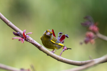 Verdier d'europe, passereau france sur branches au printemps