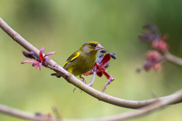 Verdier d'europe, passereau france sur branches au printemps