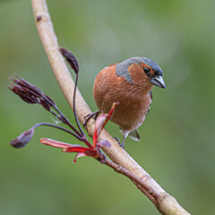 Pinson des arbres au printemps 