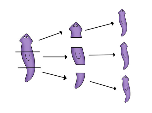 Planaria, proliferation by regeneration. When Planaria is divided into several parts, each part of the body becomes a new organism.regenerative biology.