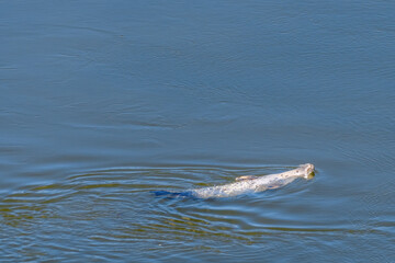 Obraz premium A common harbor seal (Phoca vitulina) swimming on his back and relaxing on a sunny day. Water is calm.