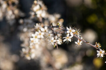 flor del endrino, primavera, floración