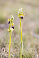 orquídea salvaje, planta, peligro de extinción