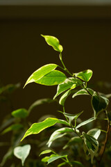 House plants. Home plants. Ficus