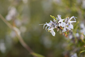 flor del romero en primavera