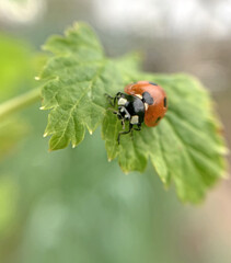 A ladybug travels through a currant bush. Red on green