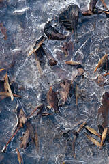 leaves frozen in ice on the ground