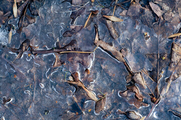 leaves frozen in ice on the ground