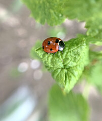 A ladybug travels through a currant bush. Red on green