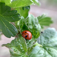 A ladybug travels through a currant bush. Red on green