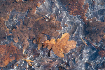 leaves frozen in ice on the ground