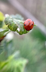 Obraz na płótnie Canvas A ladybug travels through a currant bush. Red on green