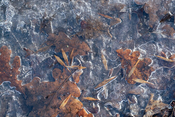 leaves frozen in ice on the ground