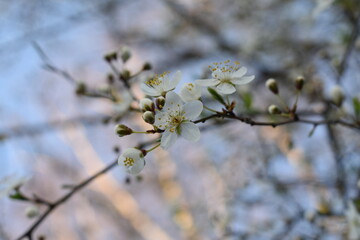 Apfelblüten im Schwarzwald