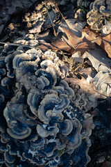 blue mushrooms background