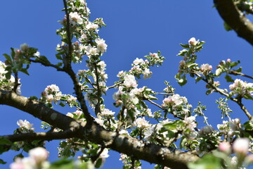 Apfelblüten im Schwarzwald