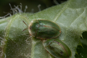 Closeup shot of green Sage shieldbearers