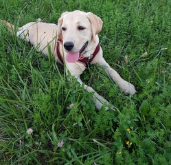 labrador retriever puppy