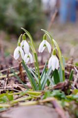 A group of snowdrops are blooming. Beautiful spring garden. Galanthus nivalis.