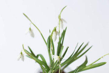 Fototapeta na wymiar Conceptual photo.Snowdrop flowers in vase on white background. Springtime. Easter decor. Snowdrop in glass pot