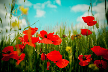 Poppy field and sky