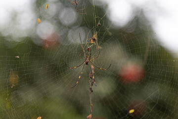 Spiders on cobweb in garden with blurred background