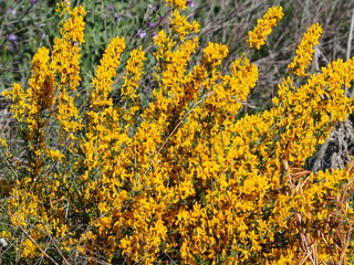 arbusto de flor amarilla y tallo verde en primavera, lerida, españa, europa 