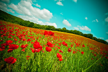 Poppy field and sky