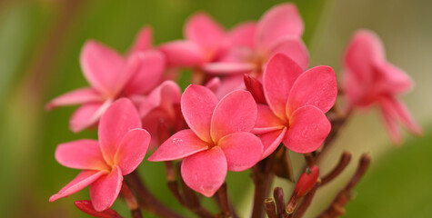 pink flowers