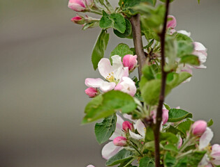 Blooming apple-tree buds in spring close-up.