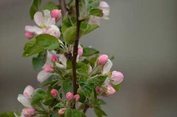 Blooming apple-tree buds in spring close-up.