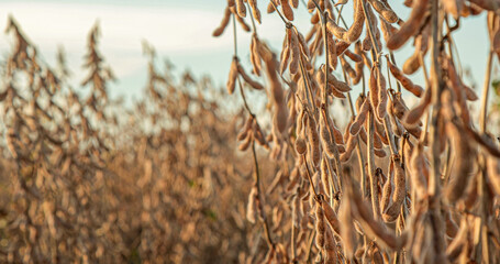 soybean dry plantation with sky on the horizon sunset view