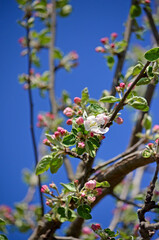 Blooming apple-tree buds in spring close-up.
