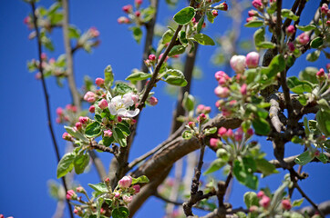 Blooming apple-tree buds in spring close-up.