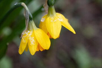 Close up of yellow daffodils covered in ice and snow in spring