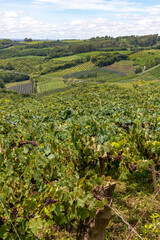 Fototapeta na wymiar Vineyards and farm fields