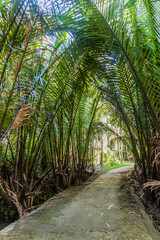 Path through a forest near Loboc village on Bohol island, Philippines